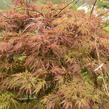 Javor dlanitolistý 'Dissectum Orangeola' - Acer palmatum 'Dissectum Orangeola'