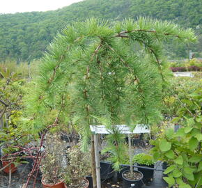 Modřín japonský 'Stiff Weeping' - Larix kaempferi 'Stiff Weeping'