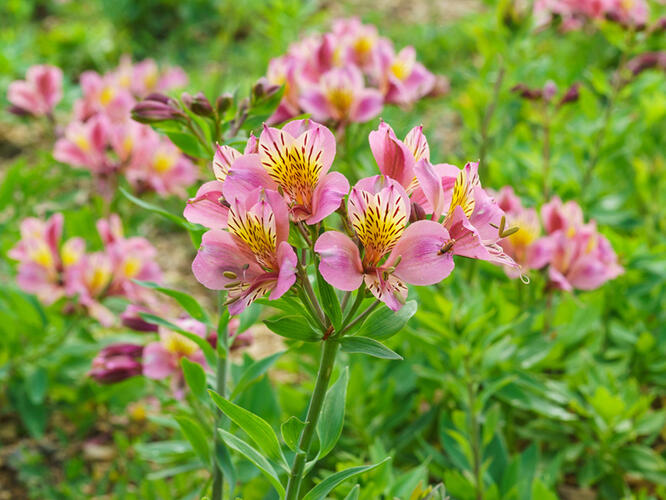 Alstromérie, boubelka 'Inticancha Sunday' - Alstroemeria hybrida 'Inticancha Sunday'