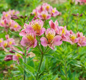 Alstromérie, boubelka 'Inticancha Sunday' - Alstroemeria hybrida 'Inticancha Sunday'