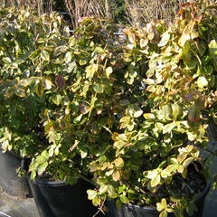 Brslen Fortuneův 'Canadale Gold' - Euonymus fortunei 'Canadale Gold'