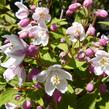 Trojpuk růžový 'Carminea' - Deutzia rosea 'Carminea'