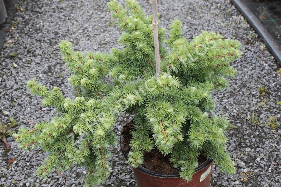 Modřín japonský 'Wolterdingen' - Larix kaempferi 'Wolterdingen'