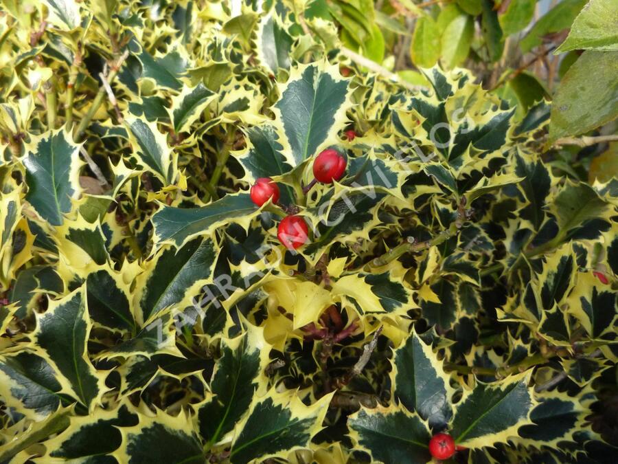 Cesmína obecná 'Variegatum' - Ilex aquifolium 'Variegatum'