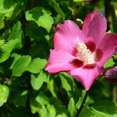 Ibišek syrský 'Tricolor' - Hibiscus syriacus 'Tricolor'