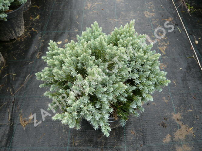 Jalovec šupinatý 'Blue Star' - Juniperus squamata 'Blue Star'