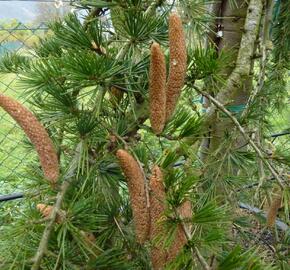 Cedr himalájský 'Inversa Pendula' - Cedrus deodara 'Inversa Pendula'