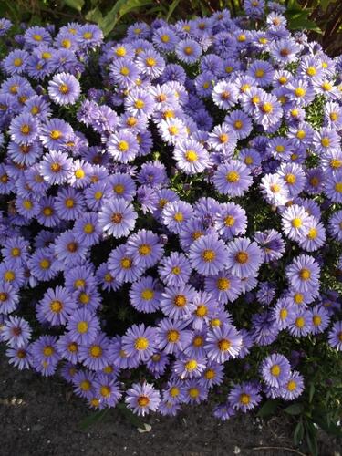 Hvězdnice keříčkovitá - Aster dumosus - fialovomodrá