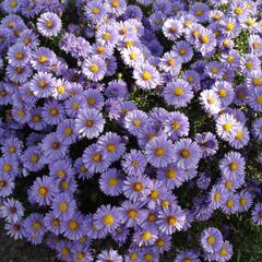 Hvězdnice keříčkovitá - Aster dumosus - fialovomodrá