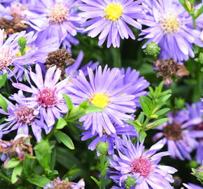 Hvězdnice novobelgická 'Magic Blue' - Aster novi-belgii 'Magic Blue'