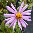 Hvězdnice chlumní 'Brilliant' - Aster amellus 'Brilliant'