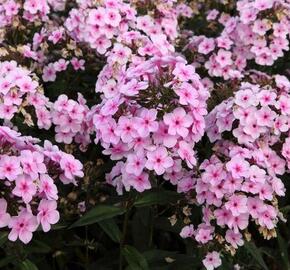 Plamenka Arendsova 'Ping Pong' - Phlox arendsii 'Ping Pong'