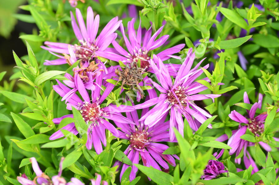 Hvězdnice novobelgická 'Magic Pink' - Aster novi-belgii 'Magic Pink'