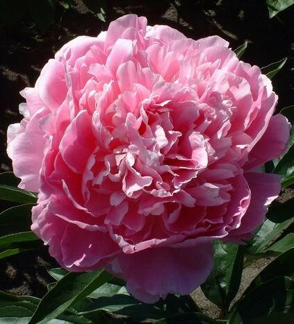 Pivoňka bělokvětá 'Pink Giant' - Paeonia lactiflora 'Pink Giant'