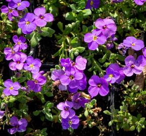 Tařička kosníkovitá 'Audrey Blue Shades' - Aubrieta deltoides 'Audrey Blue Shades'