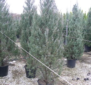 Jalovec skalní 'Moonglow' - Juniperus scopulorum 'Moonglow'