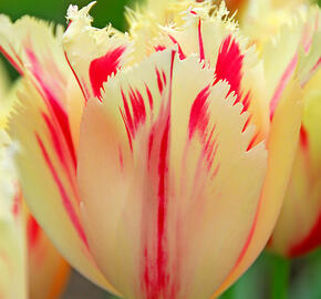 Tulipán třepenitý 'Carrousel' - Tulipa Fringed 'Carrousel'