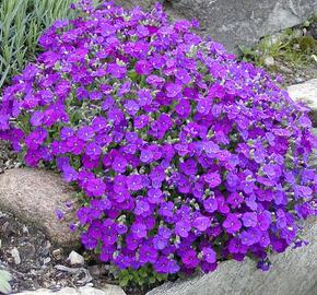 Tařička kosníkovitá 'Axcent Burgundy' - Aubrieta deltoides 'Axcent Burgundy'