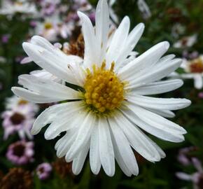 Hvězdnice novobelgická 'White Ladies' - Aster novi-belgii 'White Ladies'