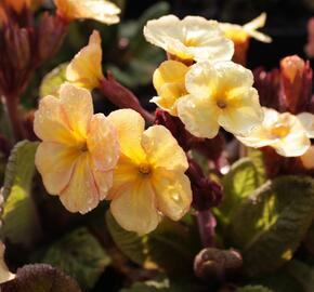 Prvosenka jarní 'Goldnugget Apricot' - Primula veris 'Goldnugget Apricot'