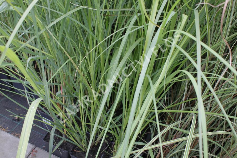 Pampová tráva 'Rosea' - Cortaderia selloana 'Rosea'