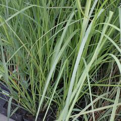 Pampová tráva 'Rosea' - Cortaderia selloana 'Rosea'