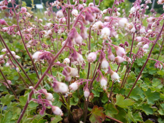 Dlužicha - Heuchera pulchella