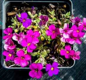 Tařička kosníkovitá 'Audrey Red Purple Mix' - Aubrieta deltoides 'Audrey Red Purple Mix'