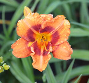 Denivka 'Tigger' - Hemerocallis 'Tigger'