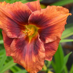 Denivka 'Holiday Delight' - Hemerocallis 'Holiday Delight'