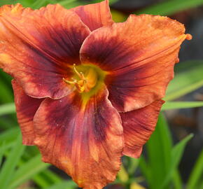 Denivka 'Holiday Delight' - Hemerocallis 'Holiday Delight'