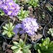 Prvosenka zoubkatá 'Lilac' - Primula denticulata 'Lilac'