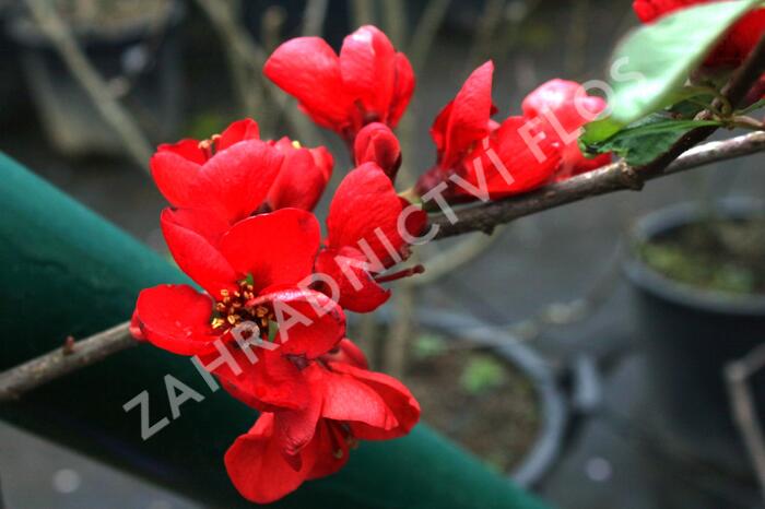 Kdoulovec lahvicovitý 'Fire Dance' - Chaenomeles speciosa 'Fire Dance'