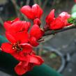 Kdoulovec lahvicovitý 'Fire Dance' - Chaenomeles speciosa 'Fire Dance'