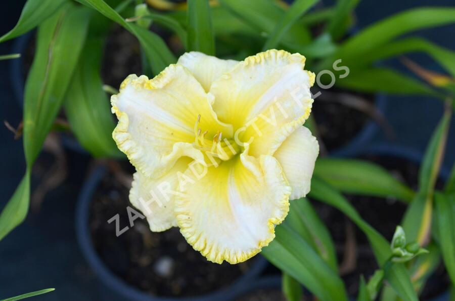 Denivka 'First Knight' - Hemerocallis 'First Knight'