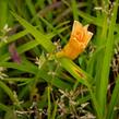 Denivka 'Longfields Kitten' - Hemerocallis 'Longfields Kitten'