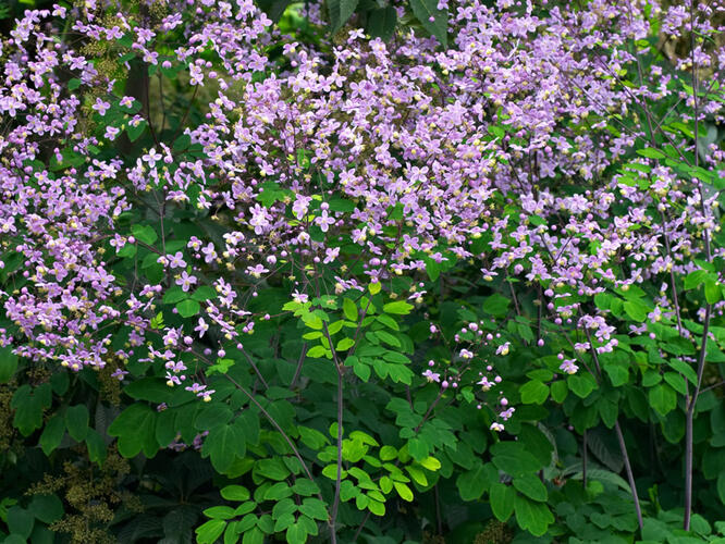 Žluťucha - Thalictrum rochebrunianum