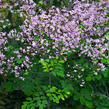 Žluťucha - Thalictrum rochebrunianum