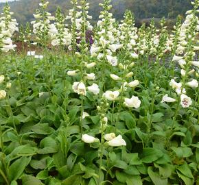 Náprstník červený 'Virtuoso Cream' - Digitalis purpurea 'Virtuoso Cream'