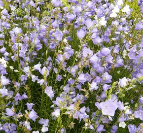 Zvonek broskvolistý 'Blue' - Campanula persicifolia 'Blue'