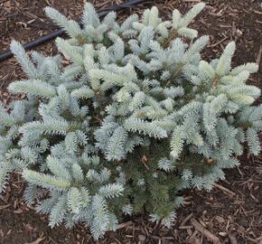 Smrk pichlavý 'Carpaten' - Picea pungens 'Carpaten'