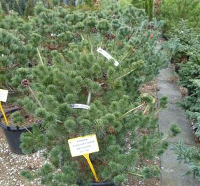 Borovice malokvětá 'Negishi' - Pinus parviflora 'Negishi'