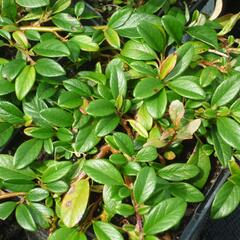 Skalník vrbolistý - Cotoneaster salicifolius