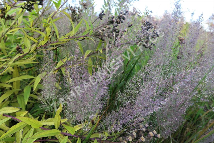 Třtina rákosovitá - Calamagrostis brachytricha