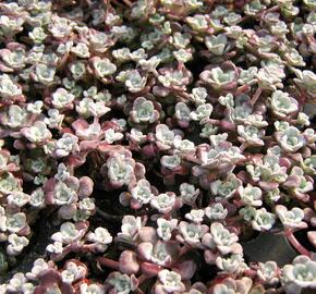 Rozchodník lžičkolistý 'Purpureum' - Sedum spathulifolium 'Purpureum'