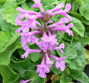 Čistec velkokvětý - Stachys grandiflora (macrantha)