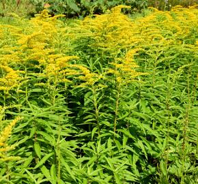 Zlatobýl 'Strahlenkrone' - Solidago 'Strahlenkrone'