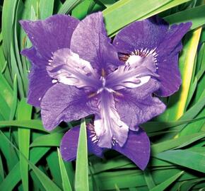 Kosatec sibiřský 'Rufflet Velvet' - Iris sibirica 'Rufflet Velvet'