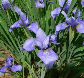 Kosatec sibiřský 'Marilyn Holmes' - Iris sibirica 'Marilyn Holmes'