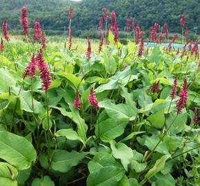 Rdesno 'Taurus' - Bistorta amplexicaulis 'Taurus'